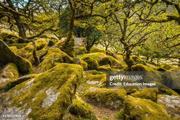 Sessile oaks and moss in Wistman's Wood Dartmoor Devon England UK GB British Isles.