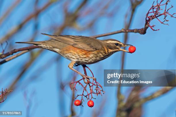 Redwing, Turdus iliacus, feeding on ornamental Rowan berries, Penrith Cumbria UK.