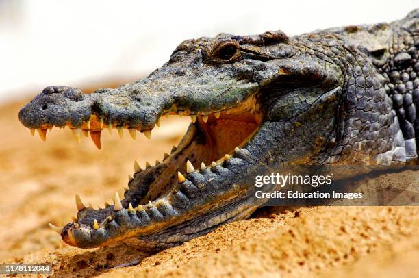 Nile crocodile, Crocodylus niloticus, Sacred Crocodiles of Bazoul_, Burkina Faso.