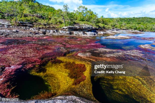 caño cristales, river of five colors - caño cristales river - fotografias e filmes do acervo