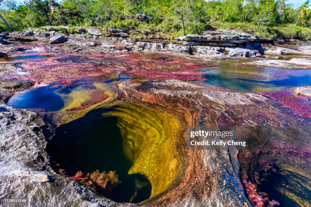Caño Cristales, River of Five Colors