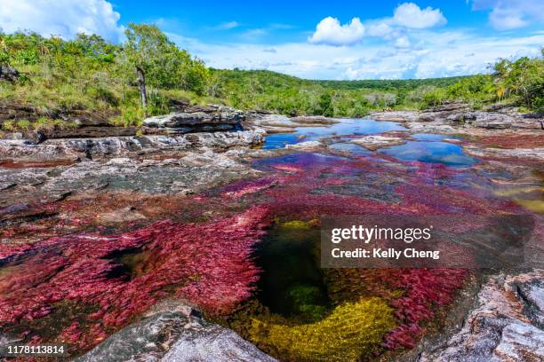 caño cristales, river of five colors - fluss caño cristales stock-fotos und bilder