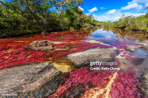 caño cristales, river of five colors - fluss caño cristales stock-fotos und bilder