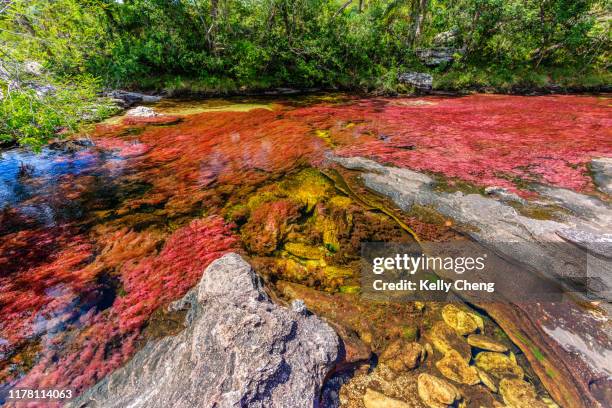 caño cristales, river of five colors - caño cristales river - fotografias e filmes do acervo