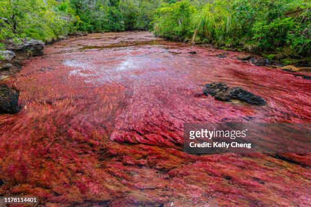 caño cristales, river of five colors - caño cristales river stock pictures, royalty-free photos & images