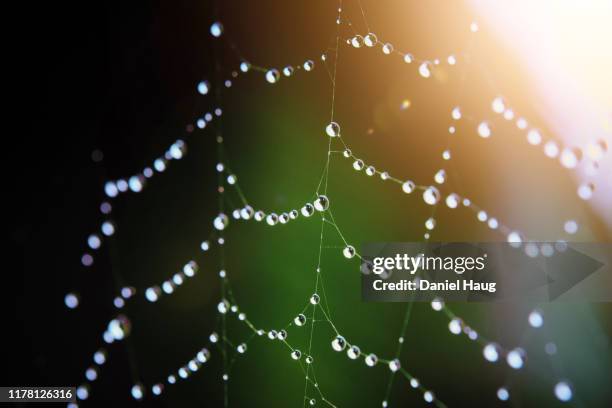 morning dew clinging to a spider's web, giving one the illusion of pearls strung on a silk thread. - dauw stockfoto's en -beelden