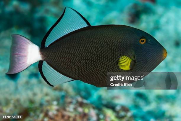 pinktail triggerfish melichthys vidua, palau, micronesia - superficie lateral fotografías e imágenes de stock