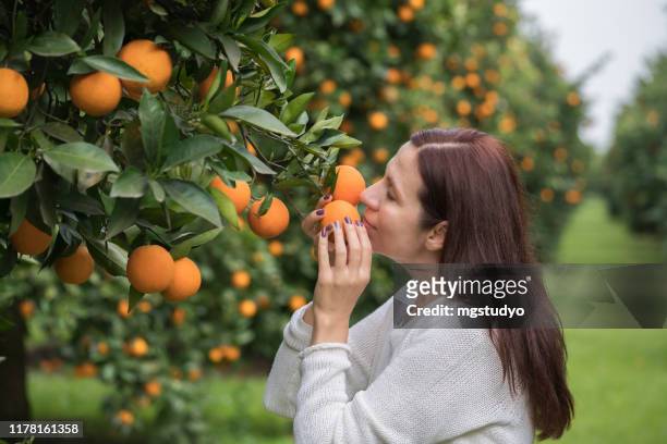happy mature women in orange orchard - orange orchard stock pictures, royalty-free photos & images