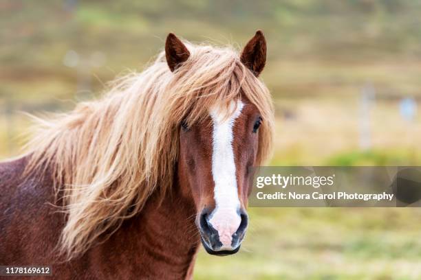 icelandic horse - animal mane stockfoto's en -beelden