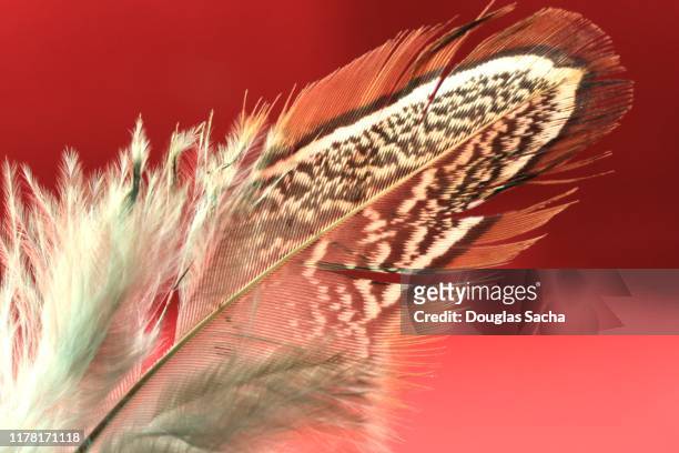 native american bird feather - powwow stock pictures, royalty-free photos & images