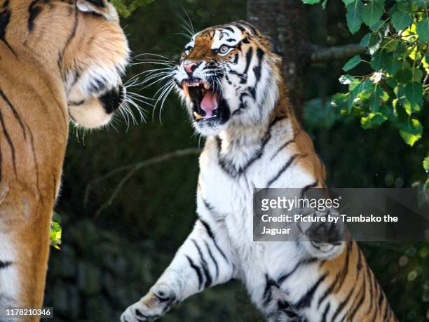 tiger's argument - tigre da sibéria - fotografias e filmes do acervo