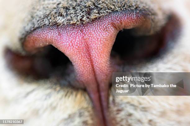 the mose of a white lion cub - nariz de animal fotografías e imágenes de stock