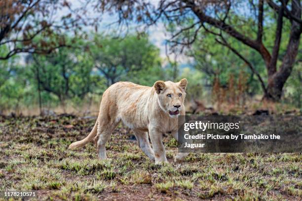young white lioness in the savannah - white lion 個照片及圖片檔