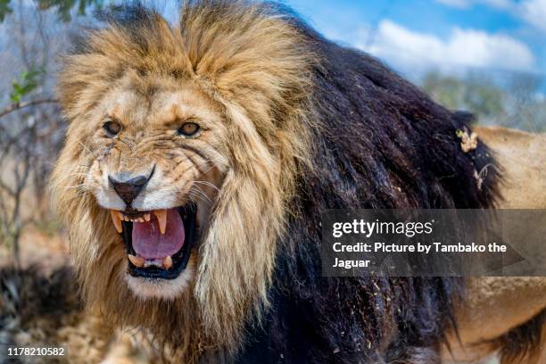 very angry lion - lion expression stock pictures, royalty-free photos & images