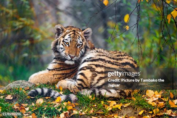 young tigress in an autumnal setting - tigre siberiana foto e immagini stock