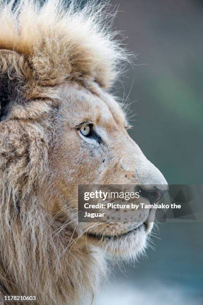 portrait of a male white lion - leão branco - fotografias e filmes do acervo