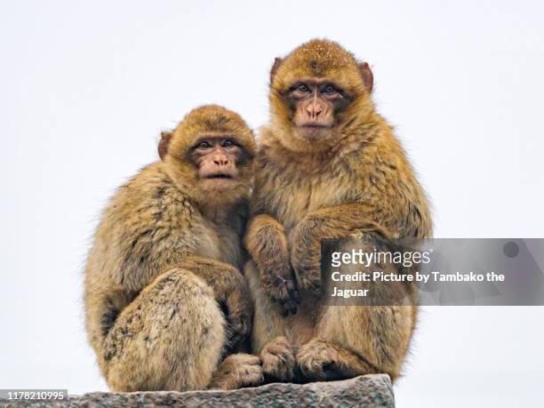 two macaques sitting on a rock - macaque foto e immagini stock