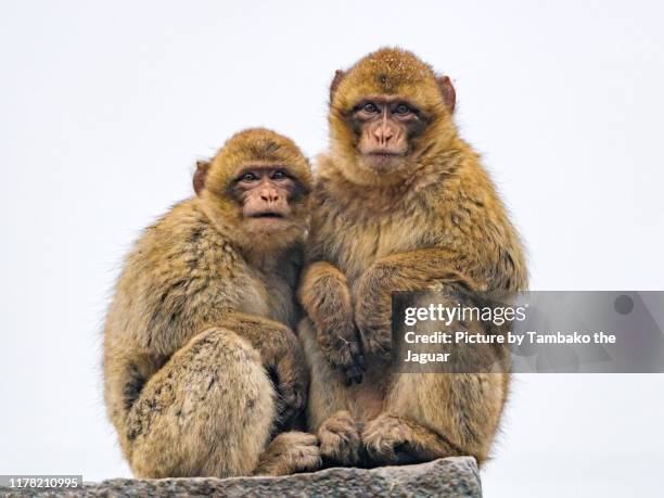 two macaques sitting on a rock - 猿類 ストックフォトと画像