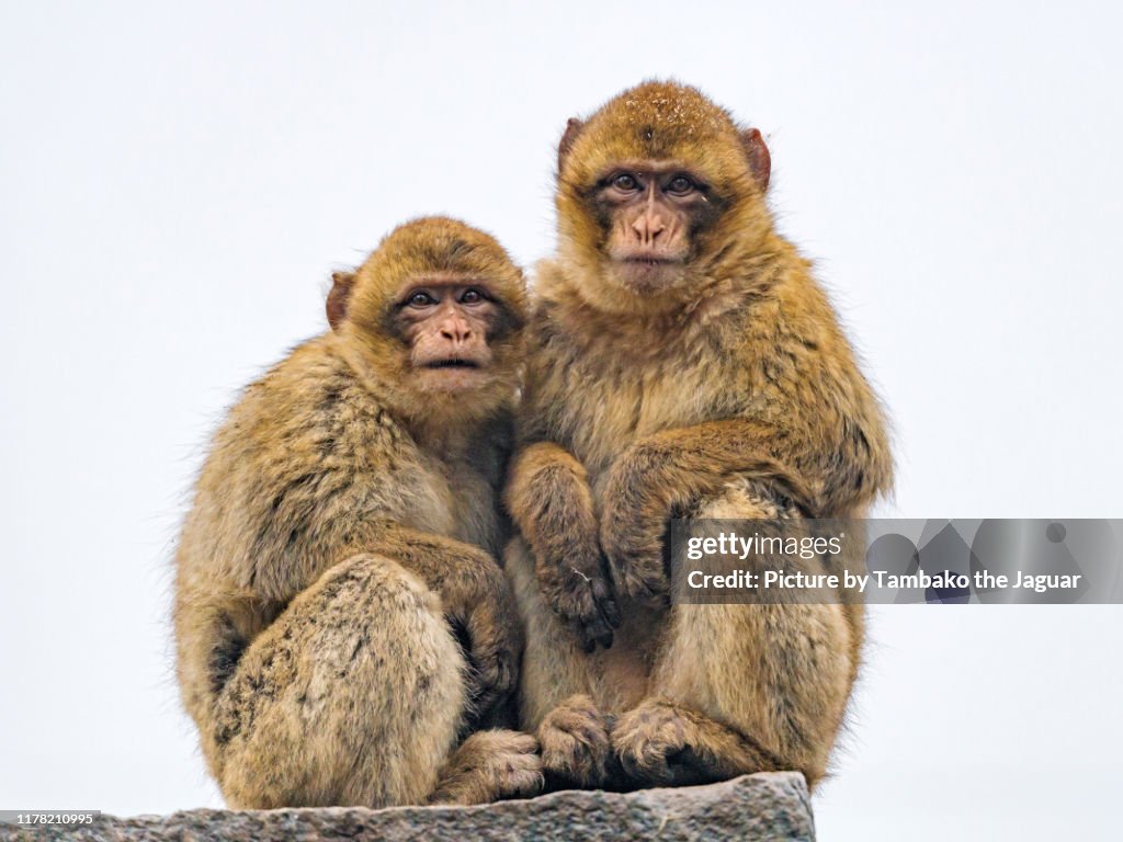 Two macaques sitting on a rock