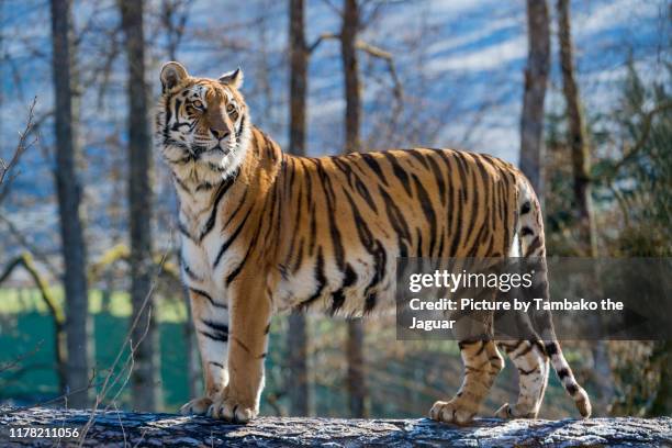 tiger standing on a log - bengal tiger stock pictures, royalty-free photos & images
