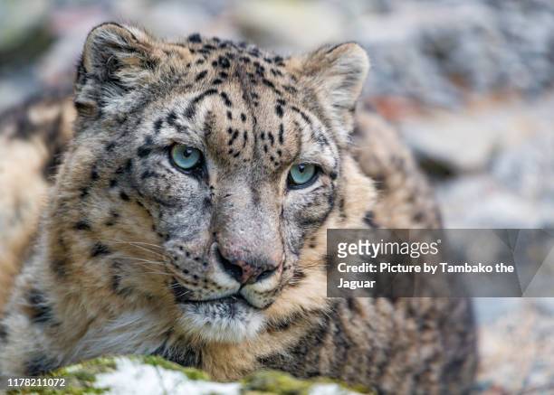 close portrait of a snow leopard - snow leopard 個照片及圖片檔