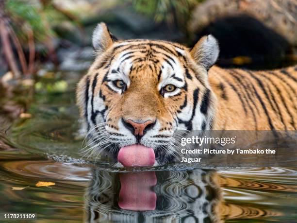 amur tiger in the water, showing tongue - tigre da sibéria - fotografias e filmes do acervo