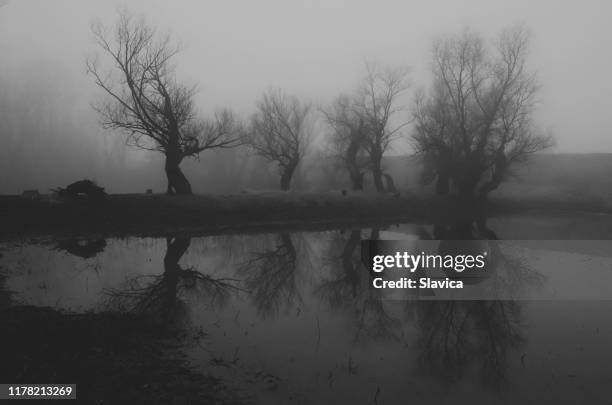 dark spooky landscape - scary forest stock pictures, royalty-free photos & images