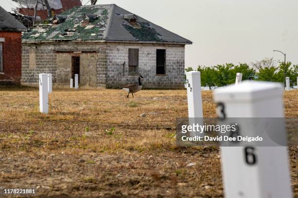 Grave site markers indicating plots of individual lots of buried remains stand on Hart Island on October 25, 2019 in New York City. Hart Island,...