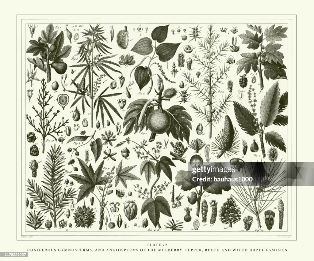 Antique gravado, gymnosperms coniferous e Angiosperms do Mulberry, pimenta, faia e bruxa Hazel famílias gravura antiga ilustração, publicado 1851
