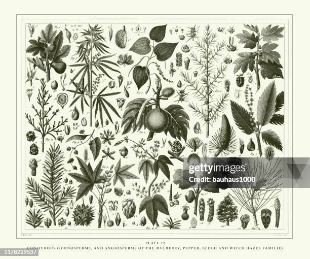 engraved antique, coniferous gymnosperms and angiosperms of the mulberry, pepper, beech and witch hazel families engraving antique illustration, published 1851 - chestnut tree stock illustrations