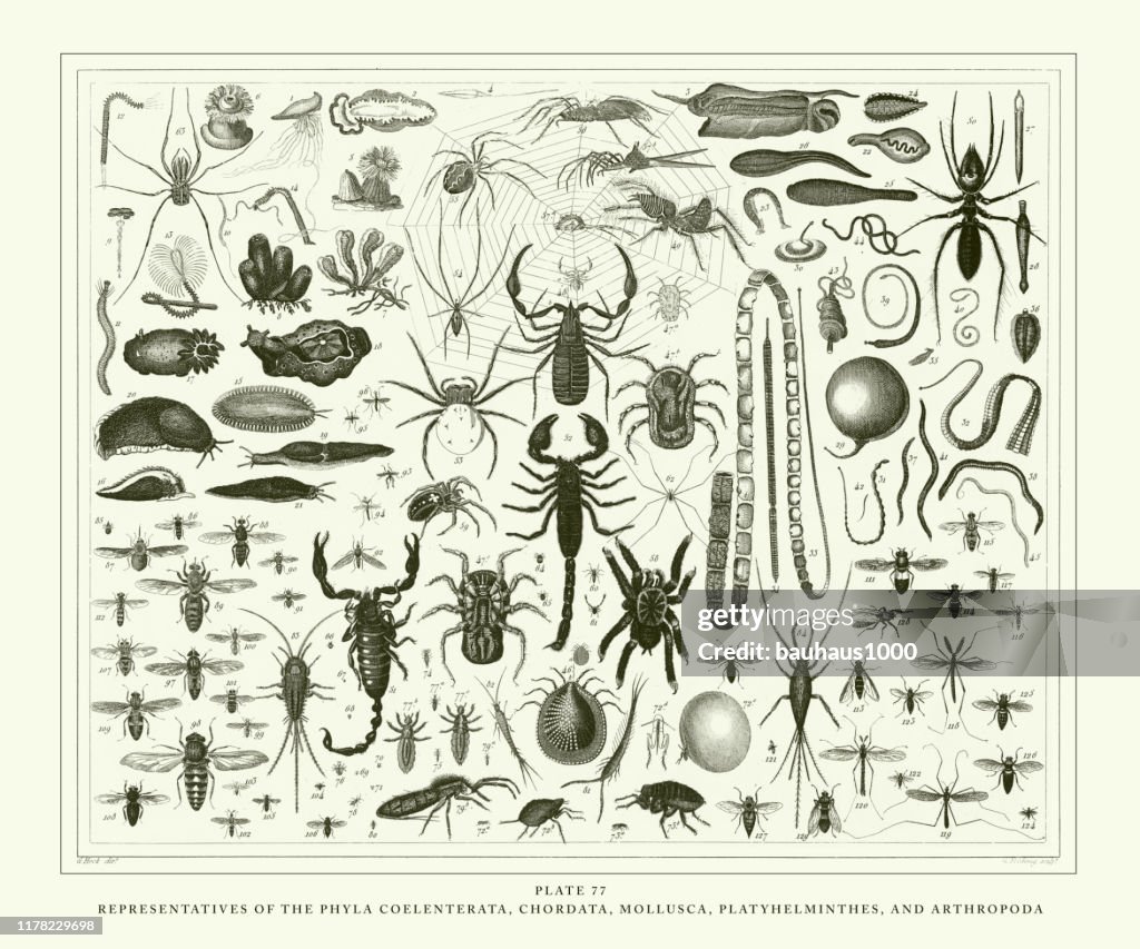 Engraved Antique, Representatives of the Phyla Coelenterata, Chordata, Mollusca, Platyhelminthes and Arthropoda Engraving Antique Illustration, Published 1851