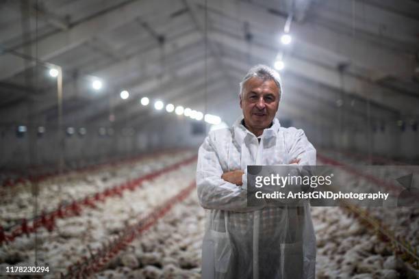 manual workers in chicken farm. - white meat stock pictures, royalty-free photos & images