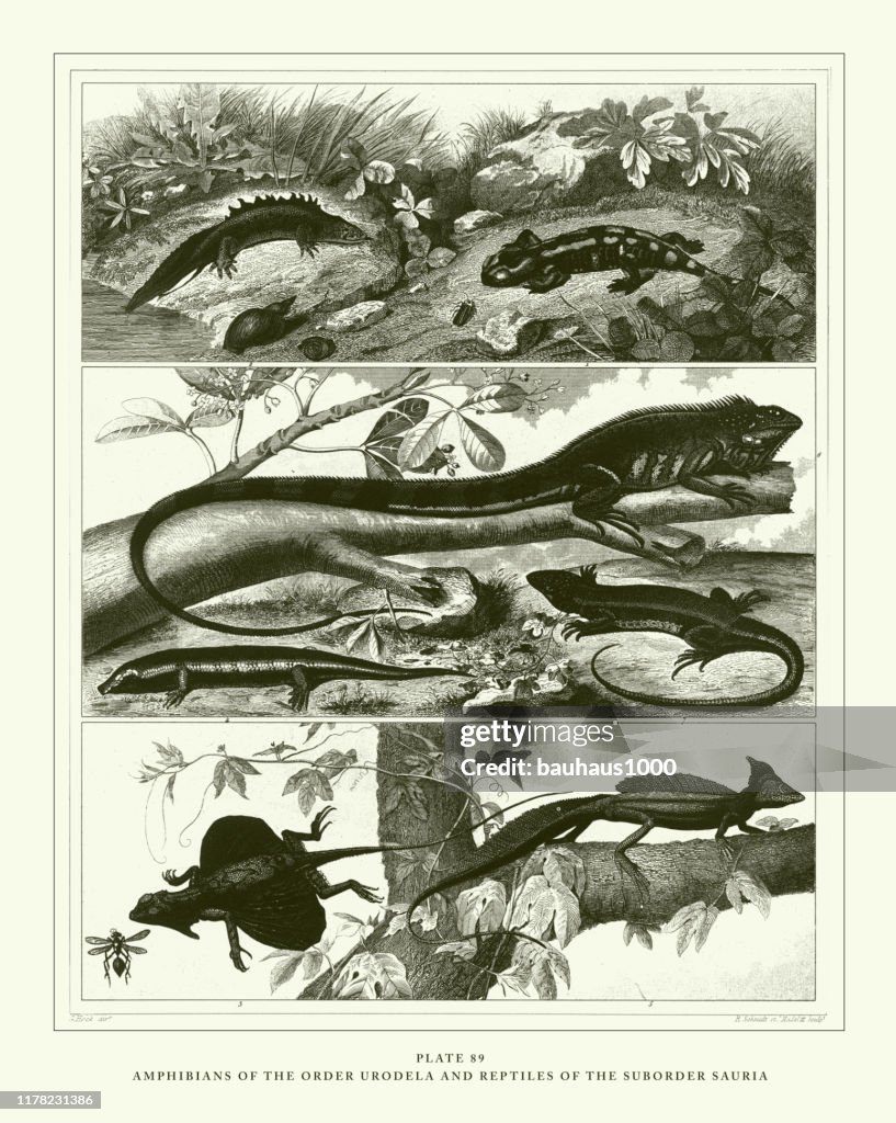 Engraved Antique, Amphibians of the Order Urodela and Reptiles of the Suborder Sauria Engraving Antique Illustration, Published 1851