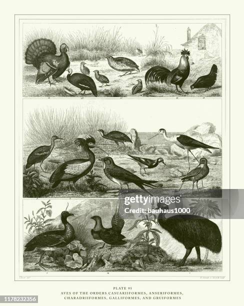 stockillustraties, clipart, cartoons en iconen met gegraveerde antieke, leden van de orders ciconiiformes, gruiformes en charadriiformes gravure antieke illustratie, gepubliceerd 1851 - steltkluut