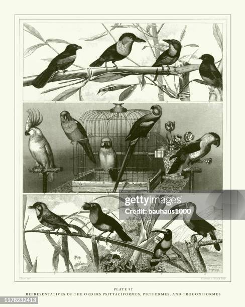 illustrations, cliparts, dessins animés et icônes de gravure antique, représentants des ordres ciconiiformes, gruiformes et charadriiformes gravure illustration antique, publié en 1851 - barbet