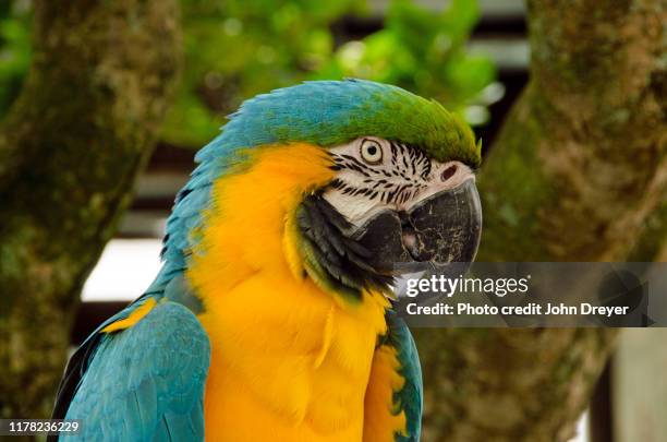 a pirate's life for me - pirate-parrot stock pictures, royalty-free photos & images