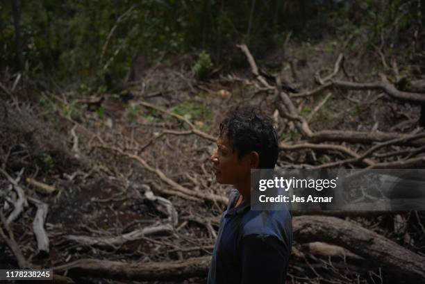 Felipe Ilustresimo, 51 a para enforcer for the PNNI, inspect trees that was cut down by illegal loggers, on October 17, 2019 in Narra, Palawan,...