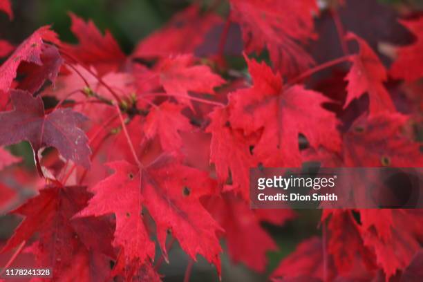 red maple leaves - roter ahorn stock-fotos und bilder