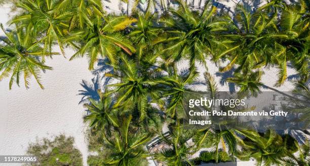 high angle view of tropical coconut palm trees and beach at summer - naples florida stock pictures, royalty-free photos & images