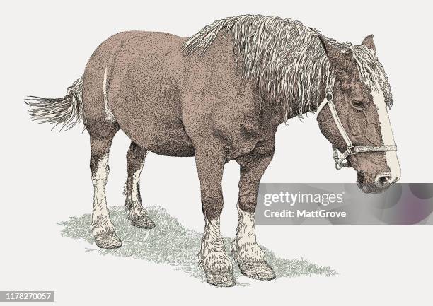 shire horse - shire horse stock illustrations