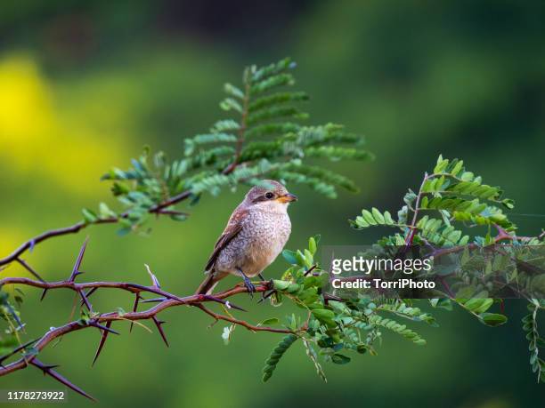 red-backed shrike, female bird - bird on a tree stock-fotos und bilder