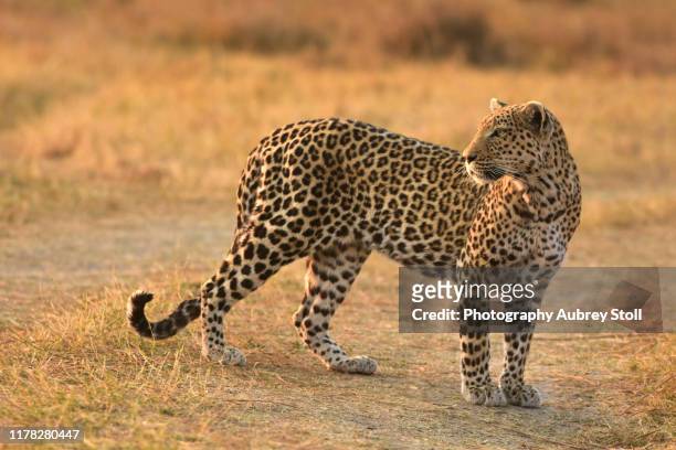 leopard in moremi game reserve - moremi wildlife reserve - fotografias e filmes do acervo