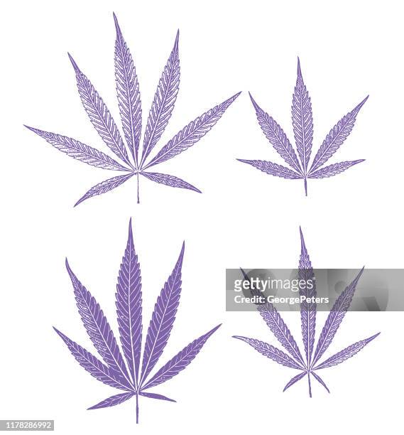 gruppe von 4 cannabisblättern - cannabis medicinal stock-grafiken, -clipart, -cartoons und -symbole