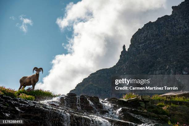 bighorn sheep-ram moving forward backlit - logan pass imagens e fotografias de stock