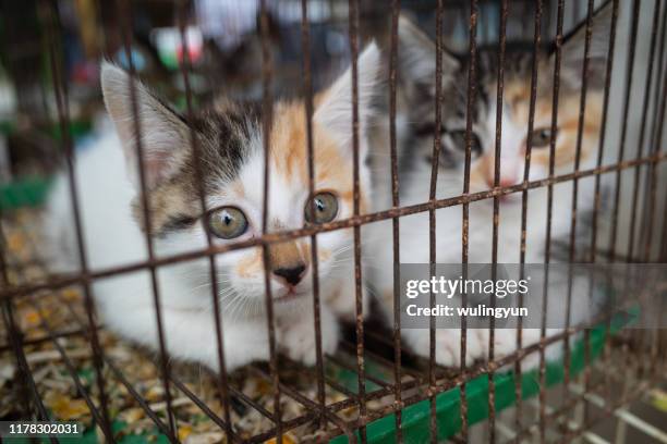 cats in cage at pets market - cage stock pictures, royalty-free photos & images