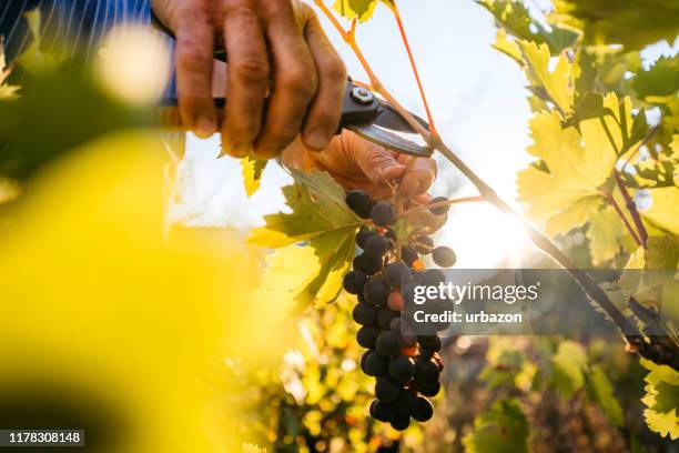 grape harvesting in vineyard - organic wine stock pictures, royalty-free photos & images