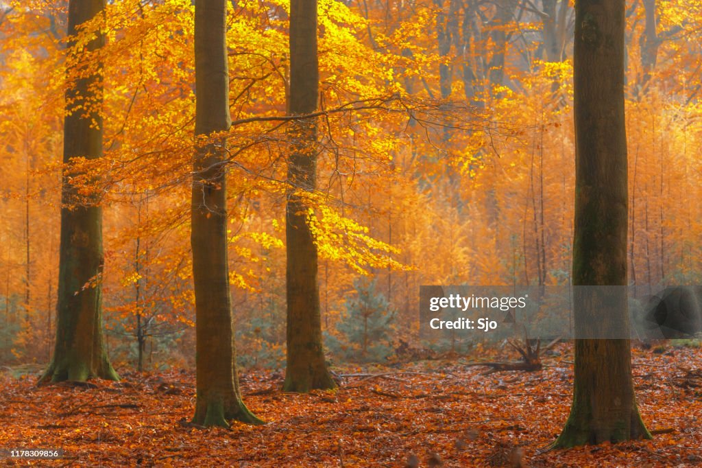 Sonniger Wald an einem schönen nebligen Herbsttag mit braunen goldenen Blättern