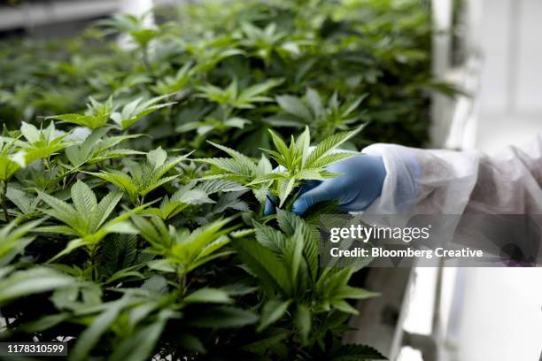 cannabis plants grow inside a controlled environment - marijuana herbal cannabis - fotografias e filmes do acervo