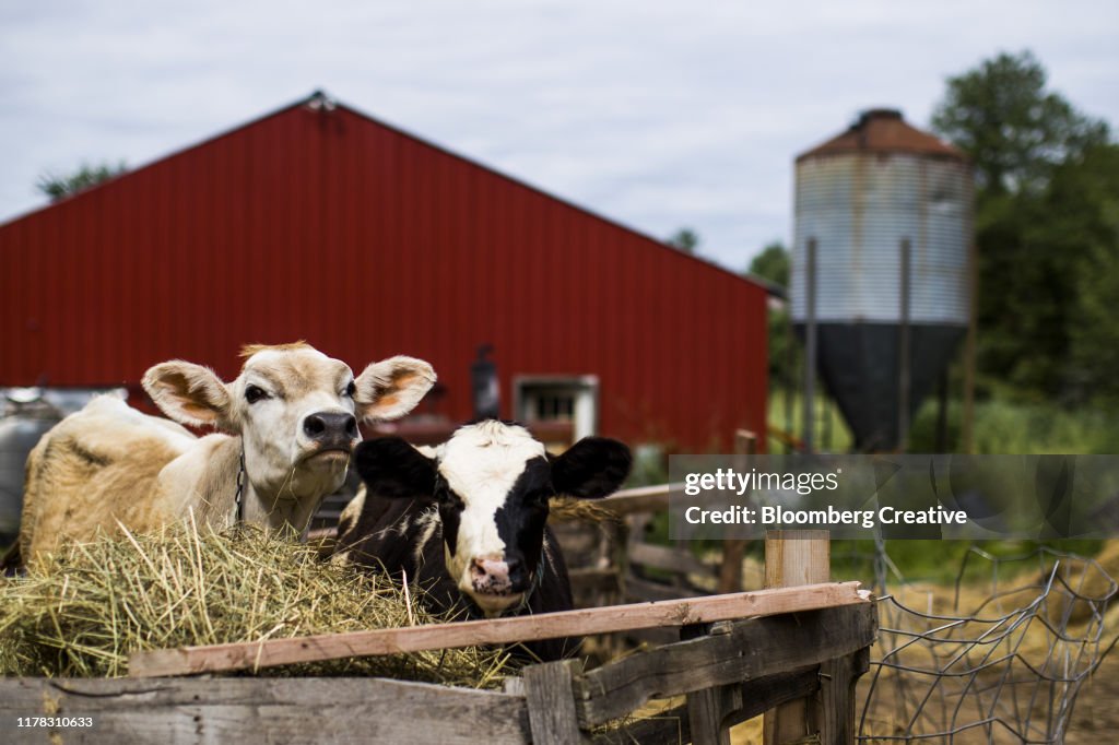 Cows With High Levels Of PFAS On A Farm