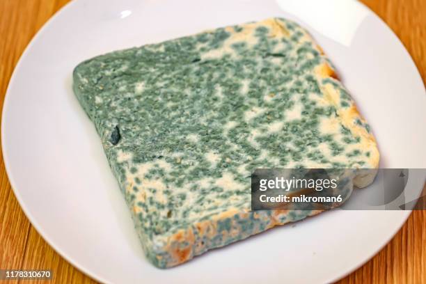 old rotting moldy food. moldy toast bread - moldy bread stock pictures, royalty-free photos & images